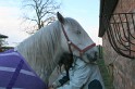 Becky & Bowie 06-04-08 - 3